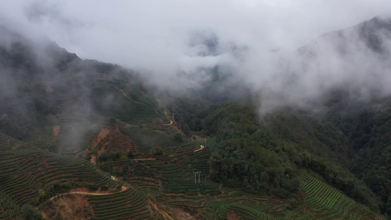 4k武夷山云海茶园视频素材