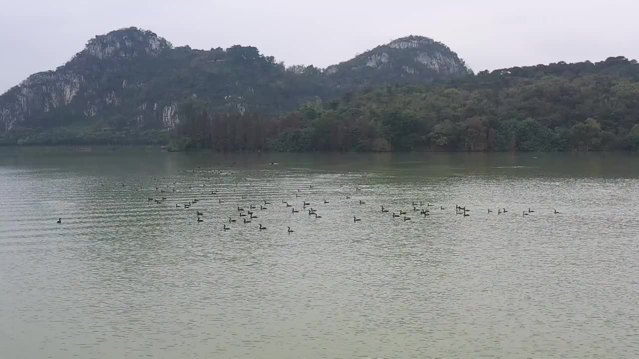 航拍肇庆鼎湖区仙女湖〔鸬鹚、苍鹭，白鹭等野生鸟类〕。视频素材