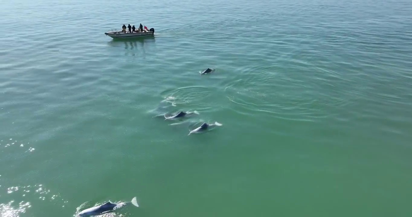 三娘湾中华白海豚视频素材