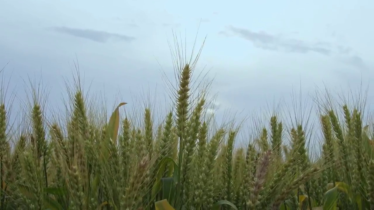 微风吹拂中的小麦视频素材