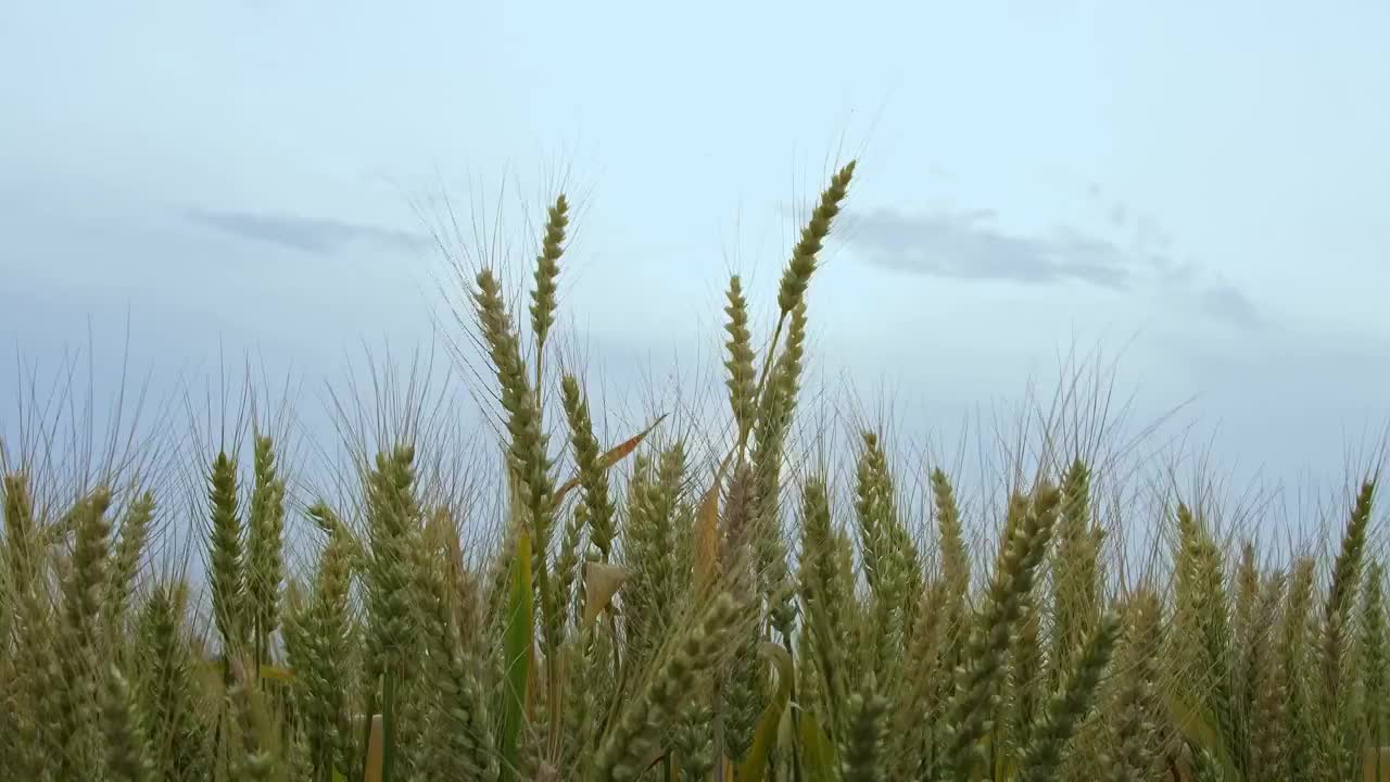 微风吹拂中的小麦视频素材