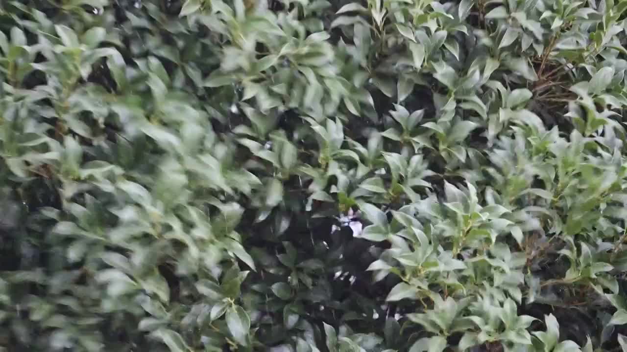 大风大雨中的植物视频素材