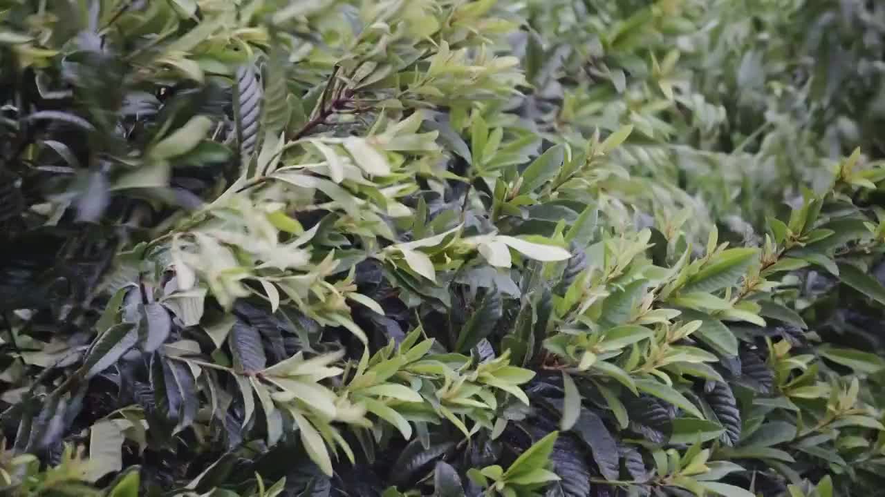 大风大雨中的植物视频素材