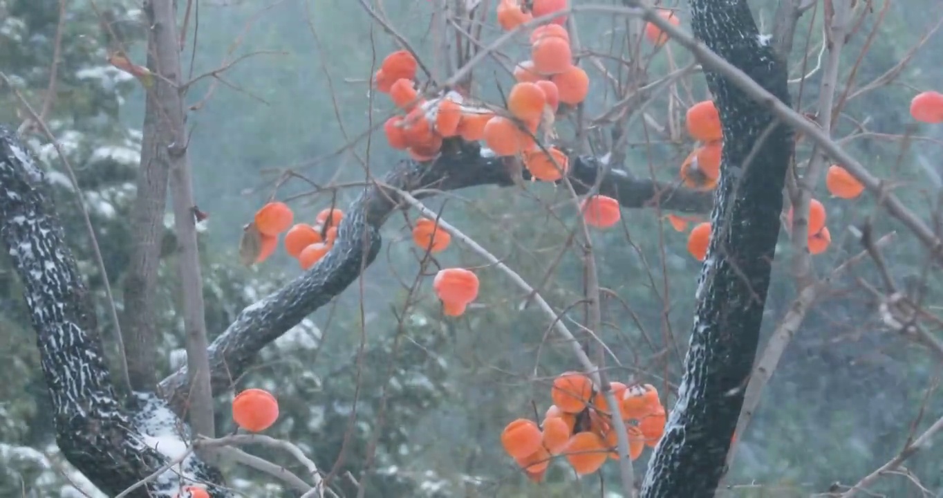 4K拍摄雪中的柿子树视频素材