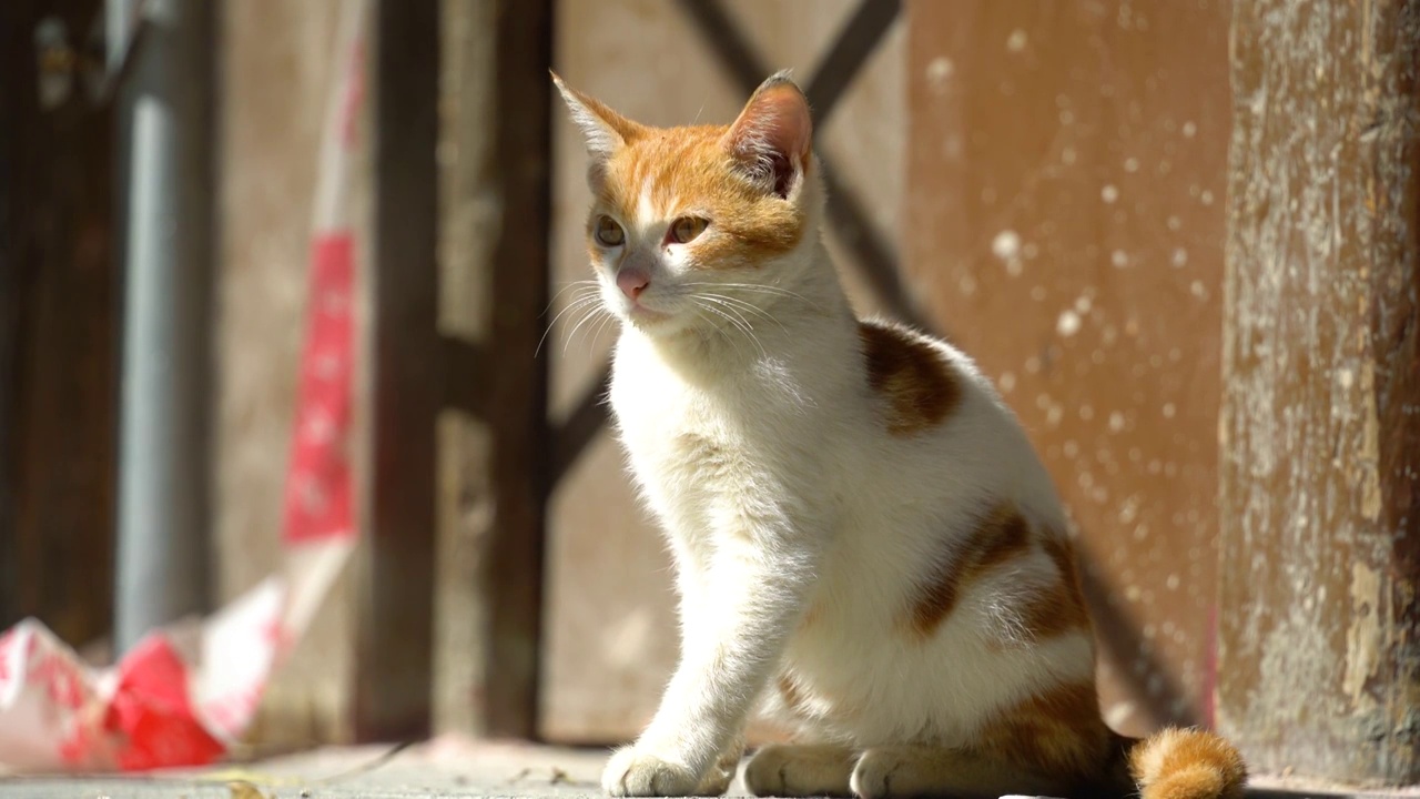 午后悠闲的小猫视频素材