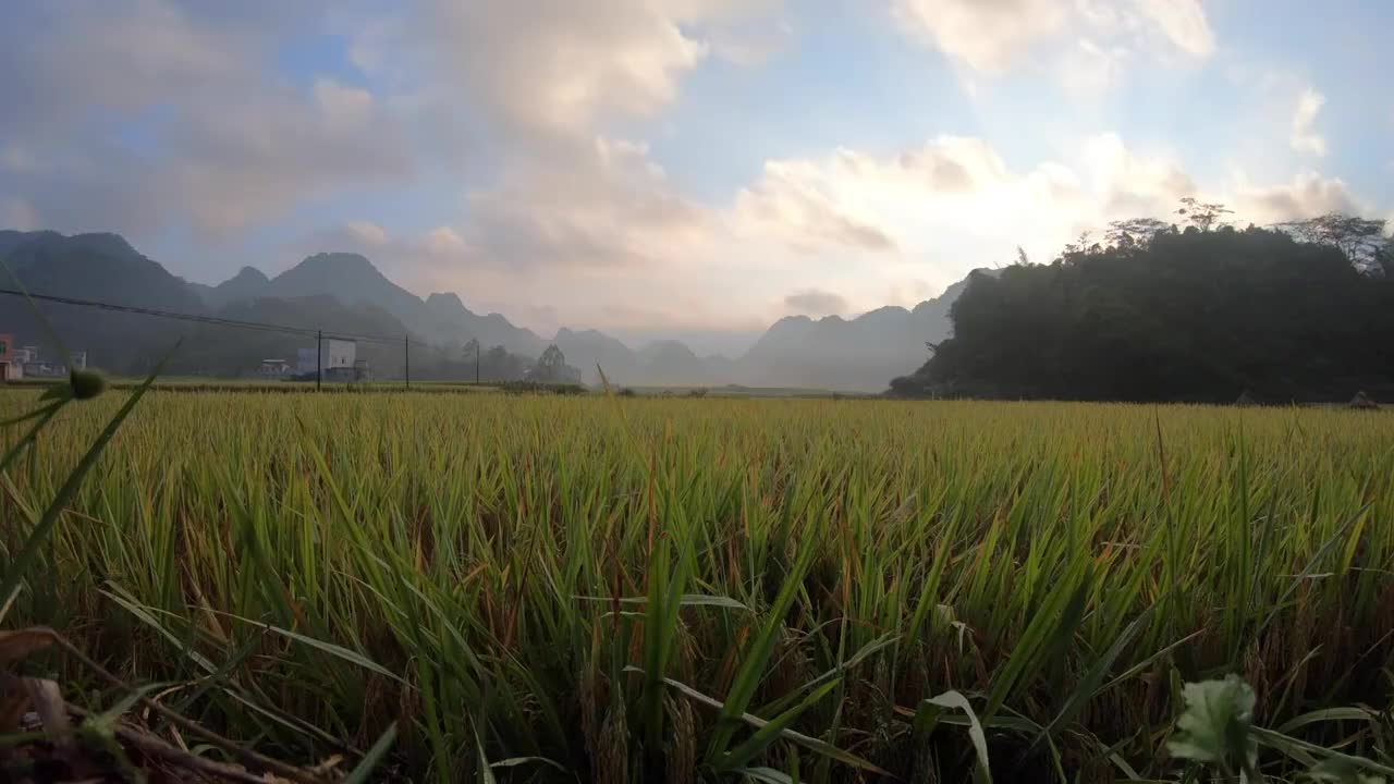 秋天清晨广西百色群山间的稻田视频素材