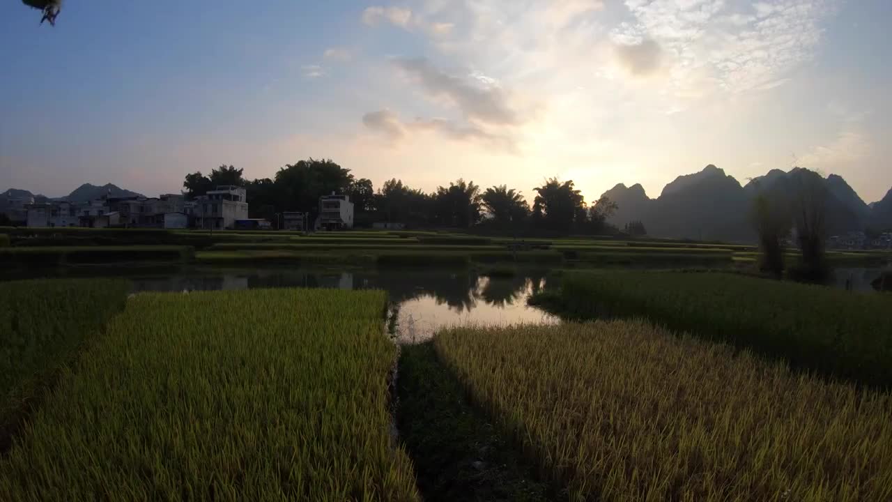 日落时分广西百色小河边金黄色的稻田视频素材