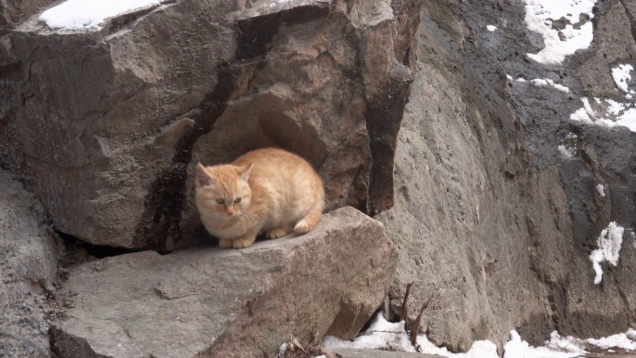 野外的小猫4K视频视频素材