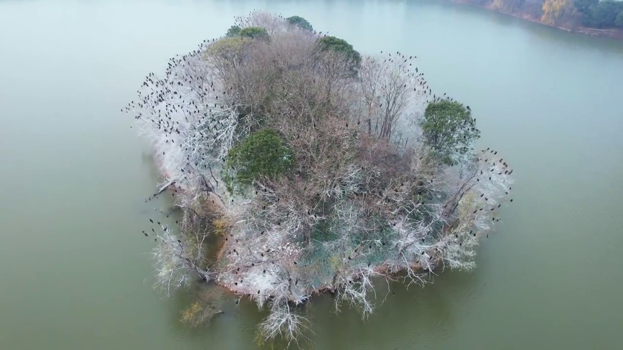 航拍湖中间落满候鸟的鸟岛视频素材