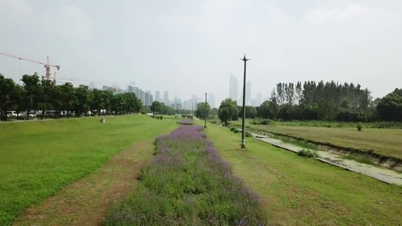 江心洲-水杉林视频素材