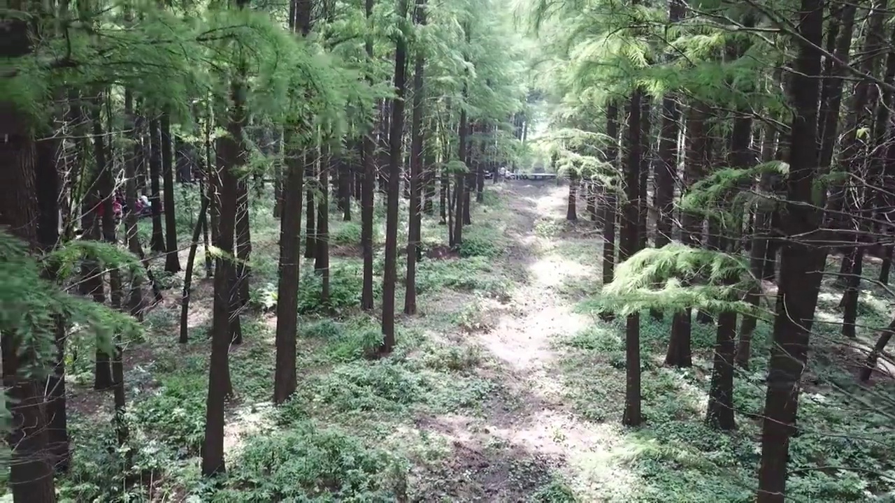 江心洲-水杉林视频下载