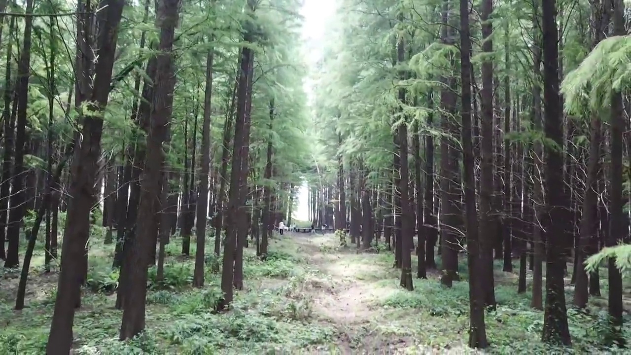 江心洲-水杉林视频素材