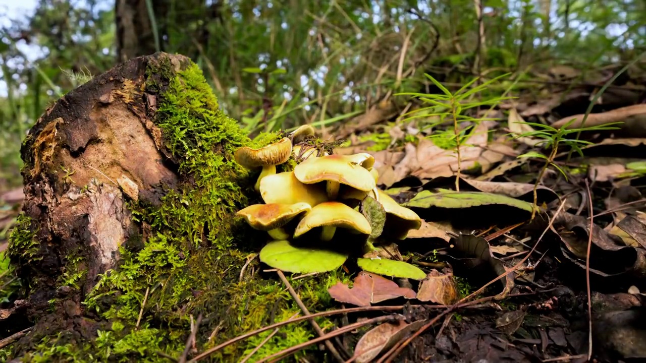 野生菌光影延时视频素材