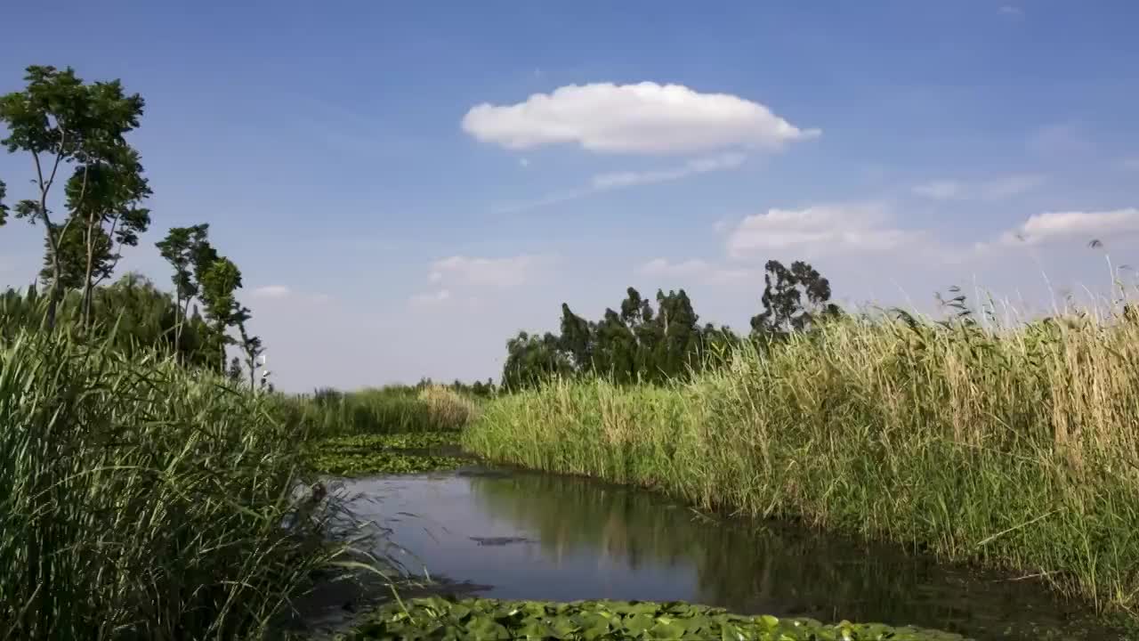 东大河湿地公园视频素材