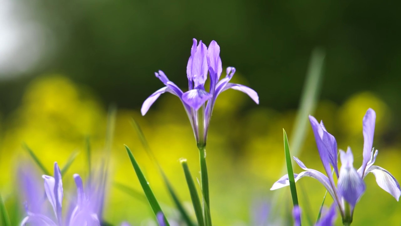 春天 油菜花视频素材