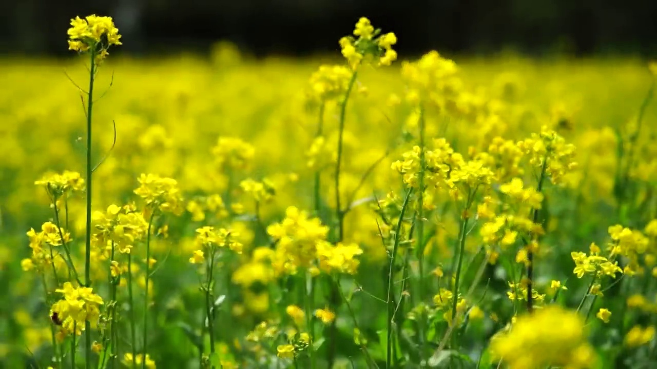 春天 油菜花视频素材