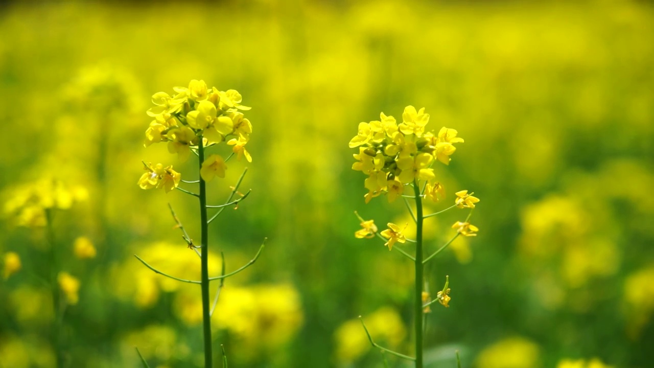 春天 油菜花视频素材