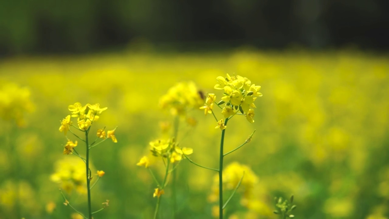 春天 油菜花视频下载