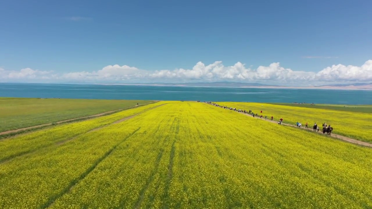 青海湖油菜花视频素材