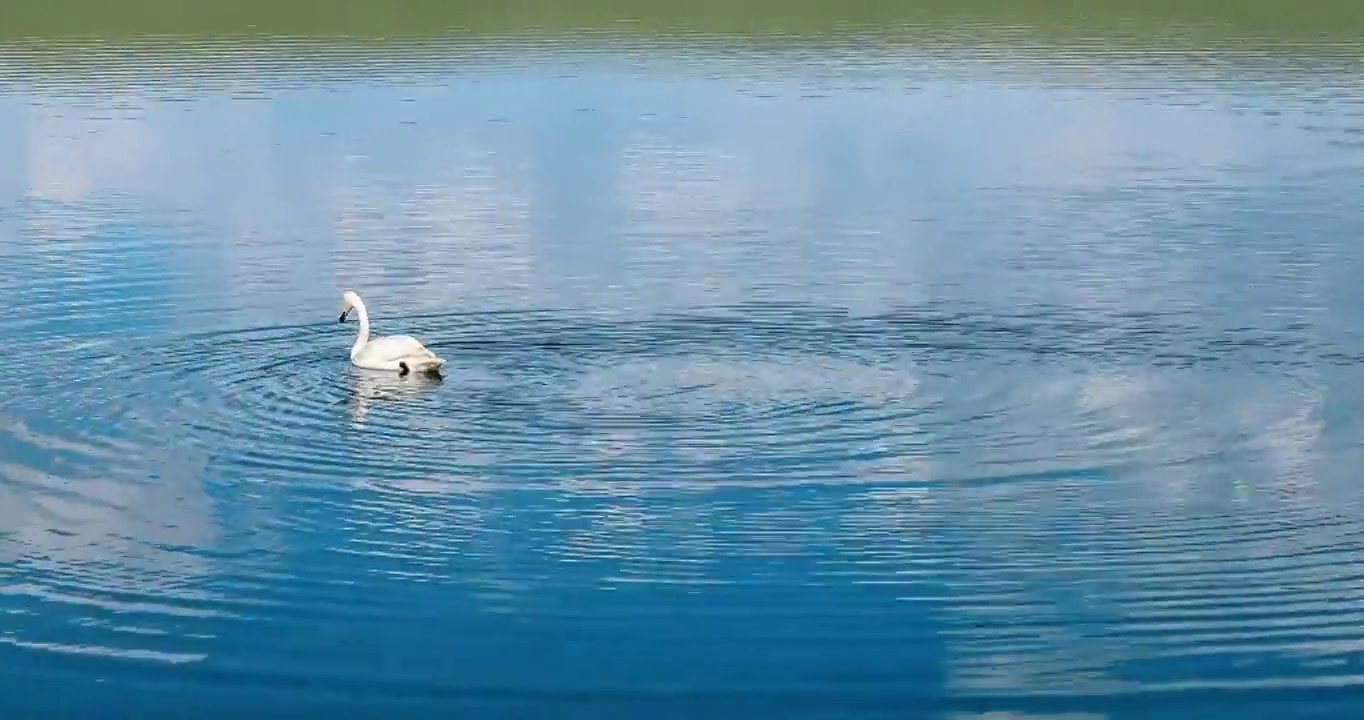 一只在湖里游泳的白色天鹅视频素材