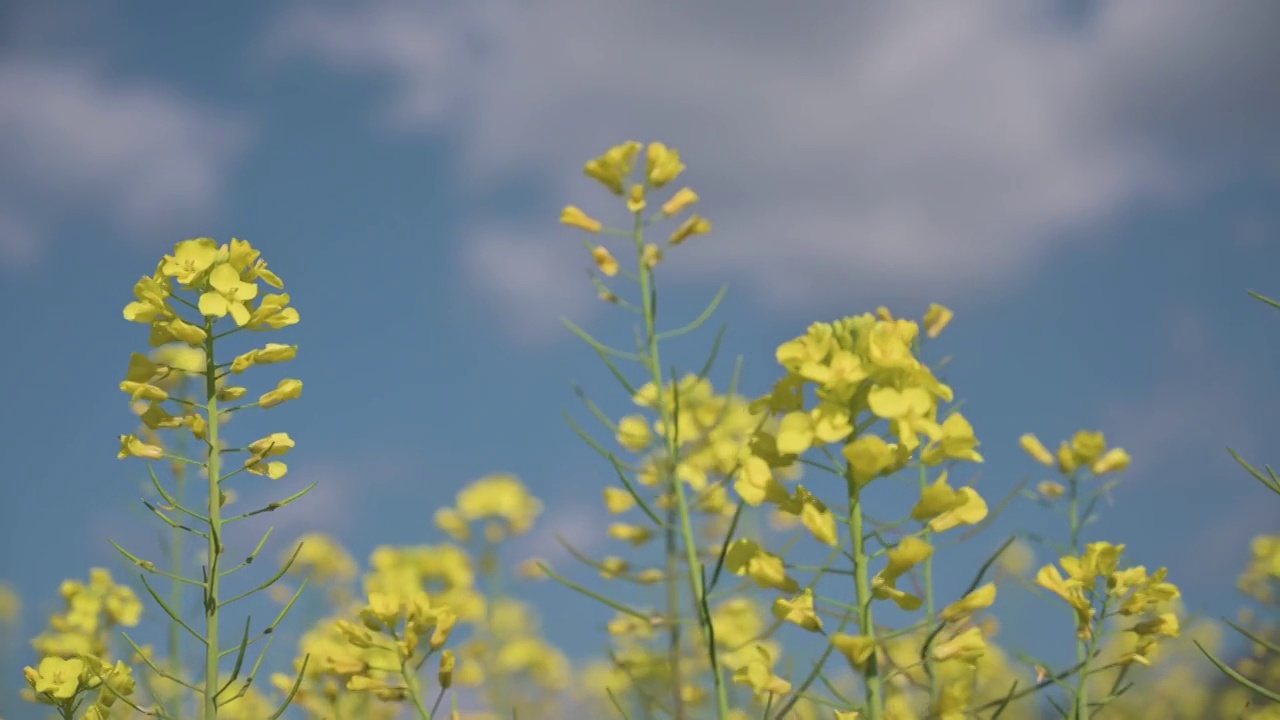 盛开的油菜花4K素材视频素材