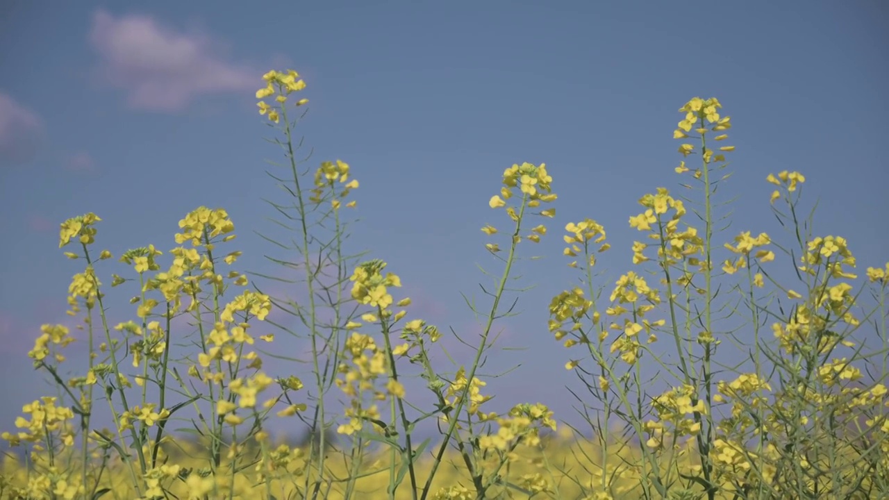 盛开的油菜花4K素材视频素材