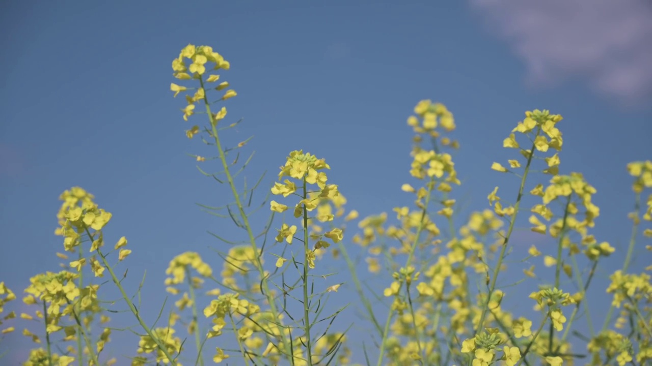 盛开的油菜花4K素材视频素材