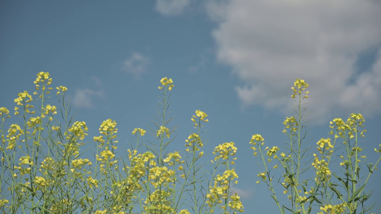 盛开的油菜花4K素材视频素材