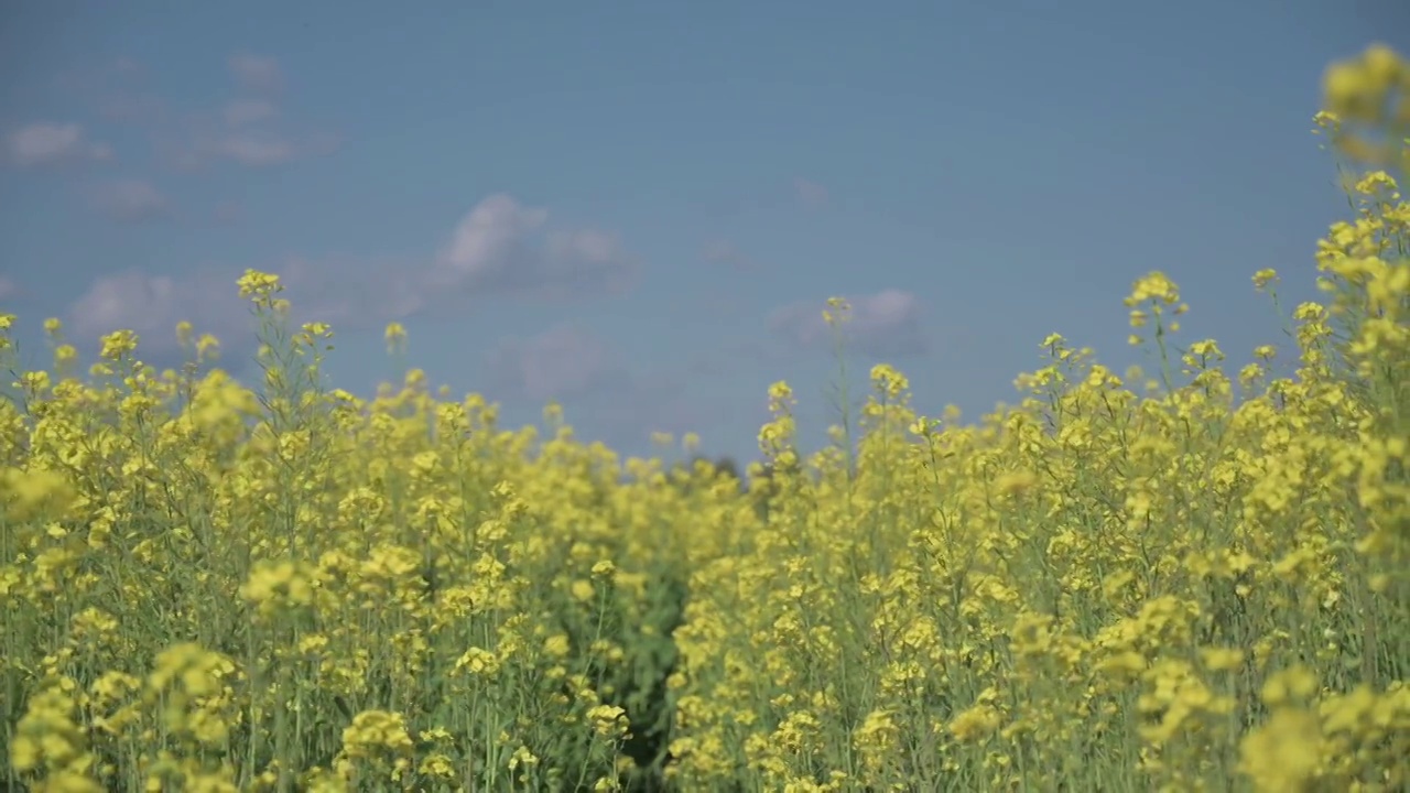 盛开的油菜花4K素材视频素材