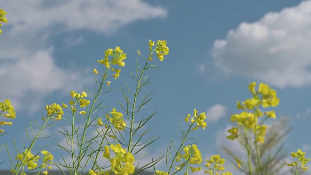 盛开的油菜花4K素材视频素材