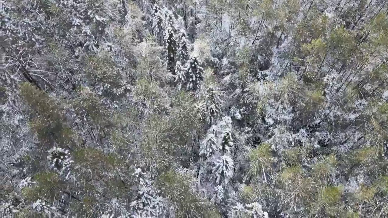 4K航拍雪山，雪景，大山，森林公园，云景，平流雾视频下载