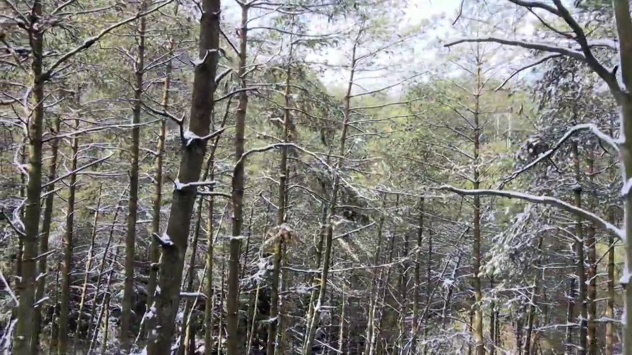 4K航拍雪山，雪景，大山，森林公园，云景，平流雾视频下载