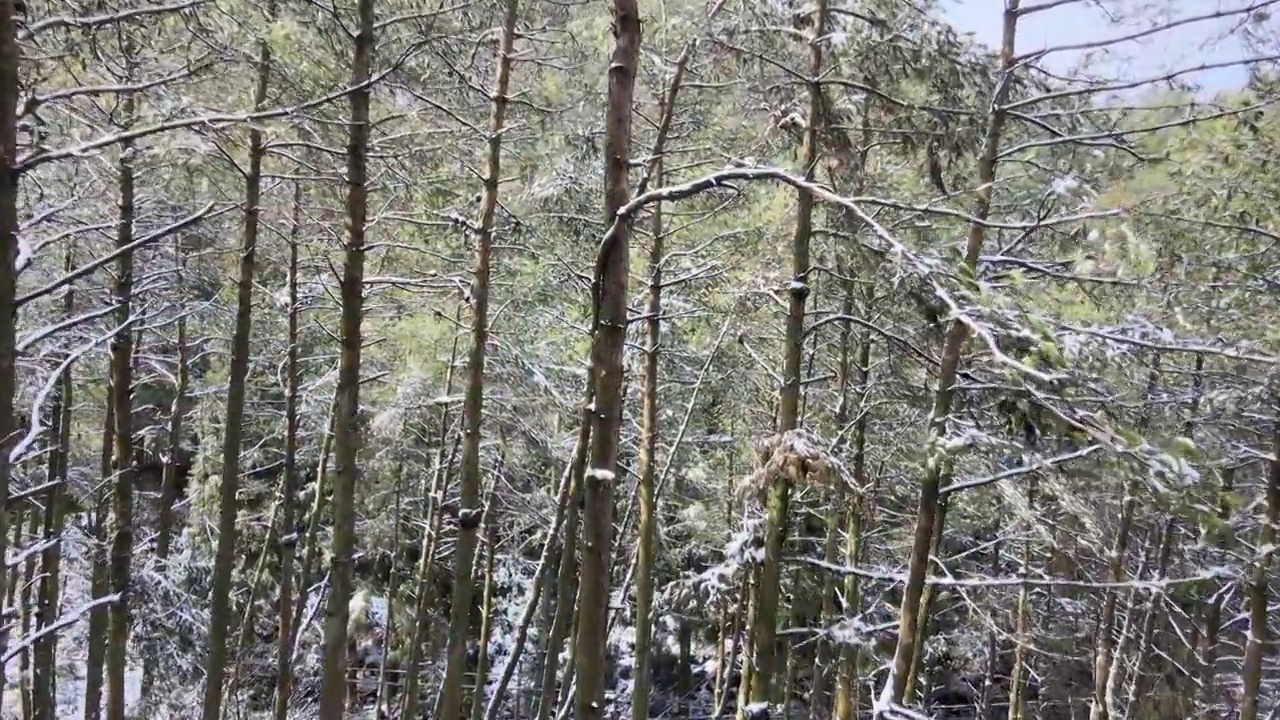 4K航拍雪山，雪景，大山，森林公园，云景，平流雾视频下载