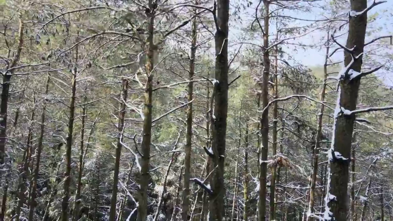 4K航拍雪山，雪景，大山，森林公园，云景，平流雾视频下载