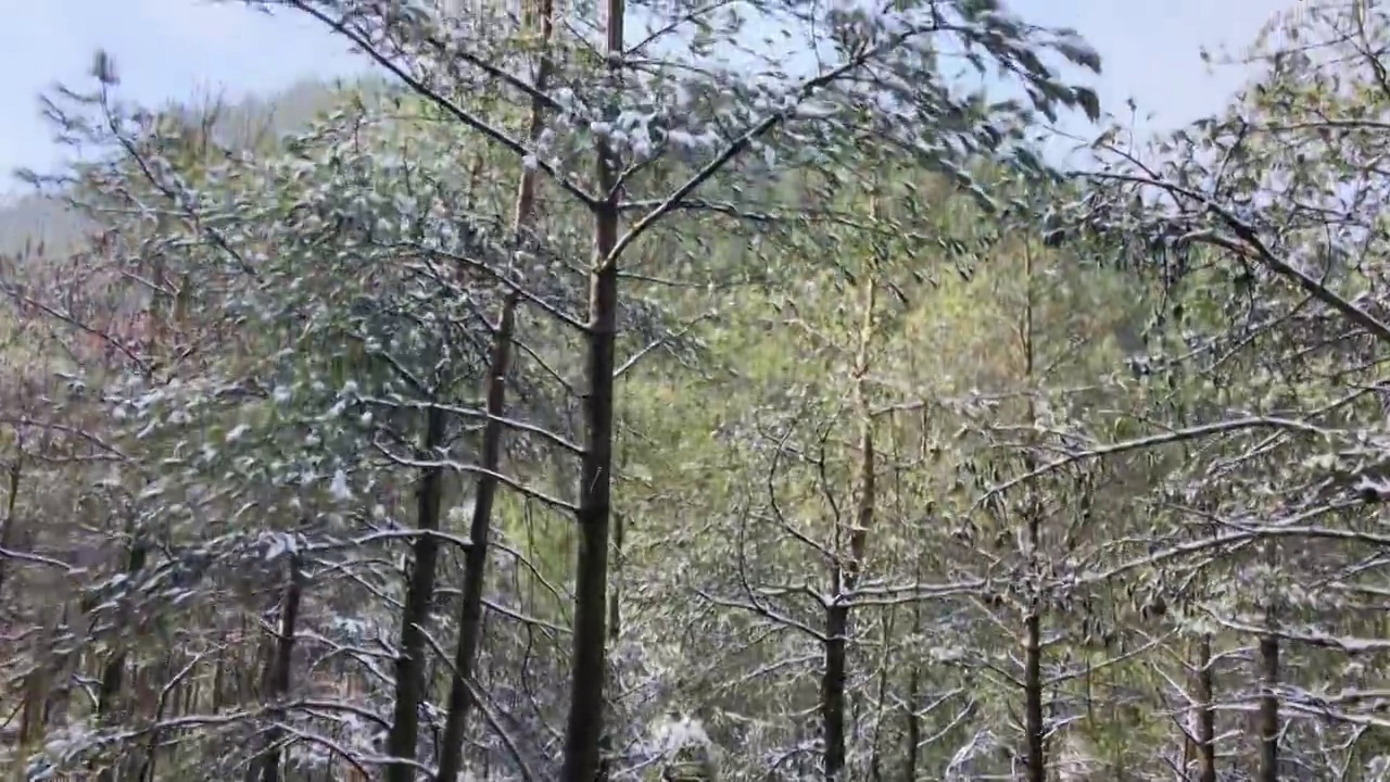 4K航拍雪山，雪景，大山，森林公园，云景，平流雾视频素材