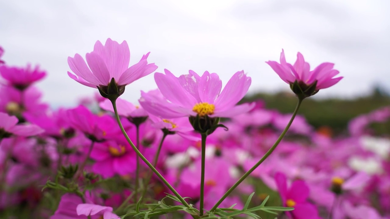 格桑花视频素材