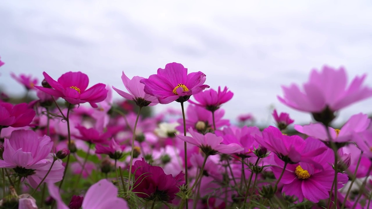 摇曳的花视频素材