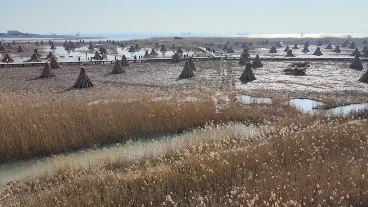 冬季的崇明西沙湿地视频素材