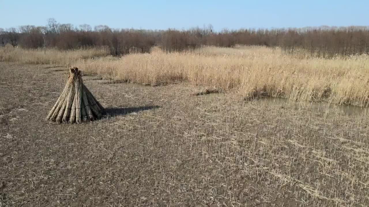 崇明西沙湿地视频素材