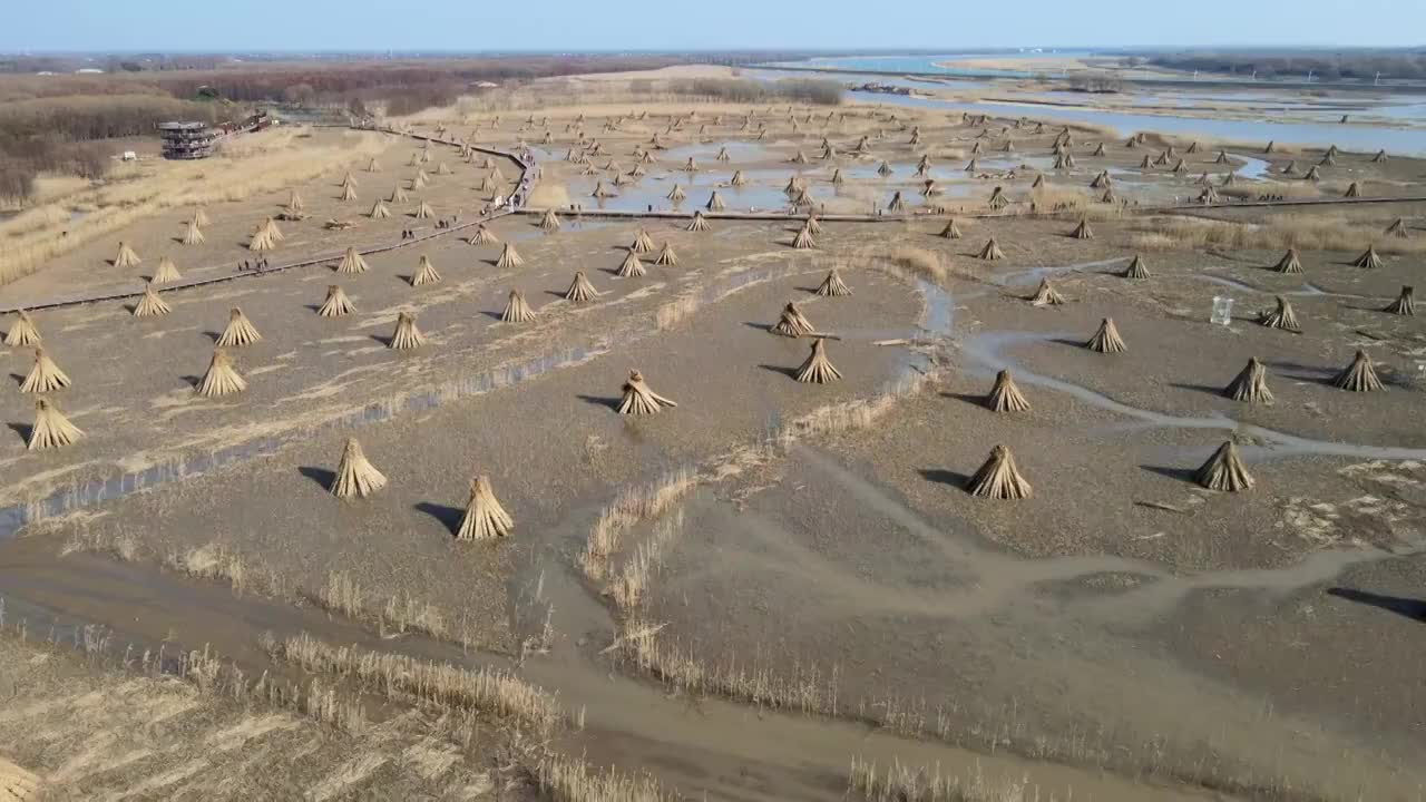 崇明西沙湿地公园视频素材