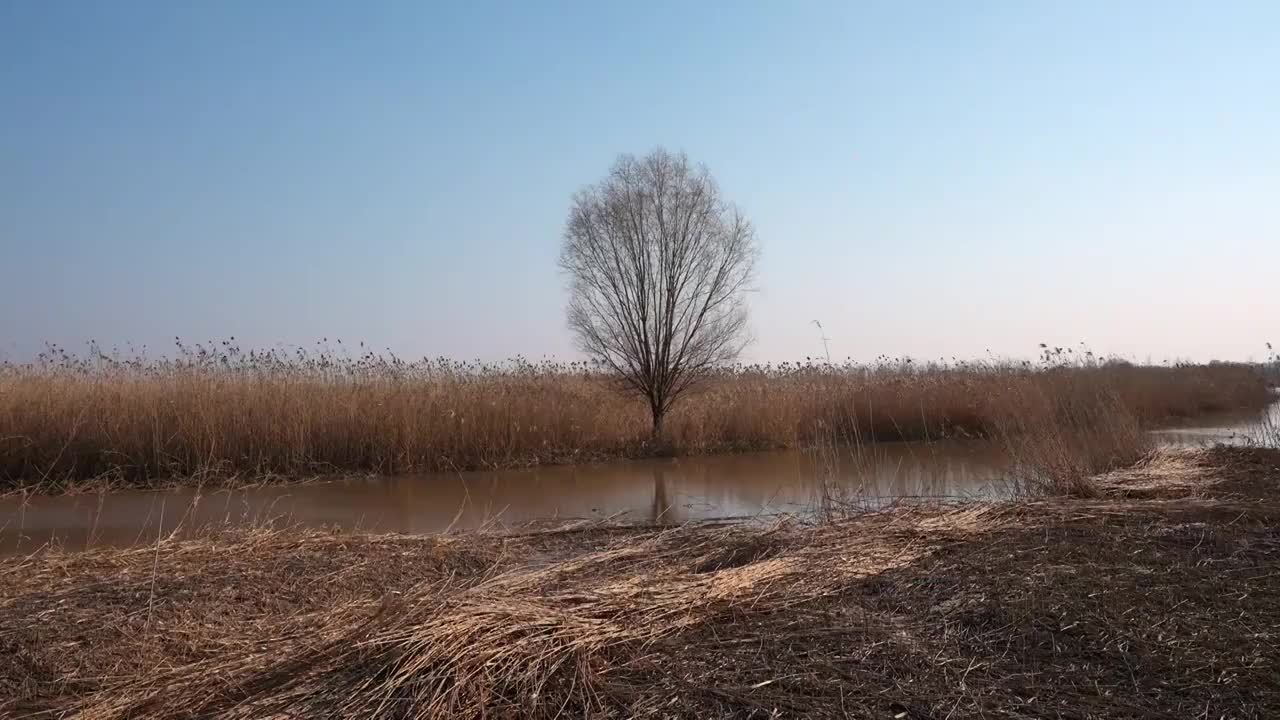 冬季崇明西沙湿地树木视频素材