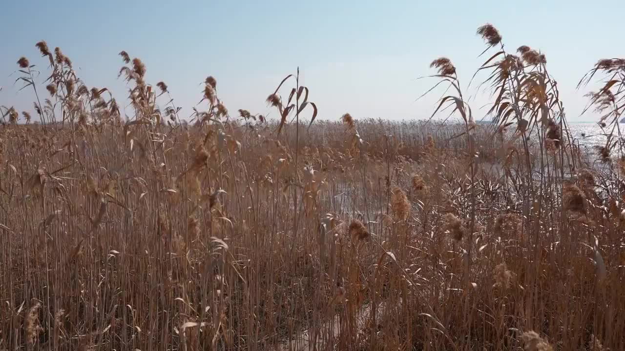 冬季芦苇荡视频素材