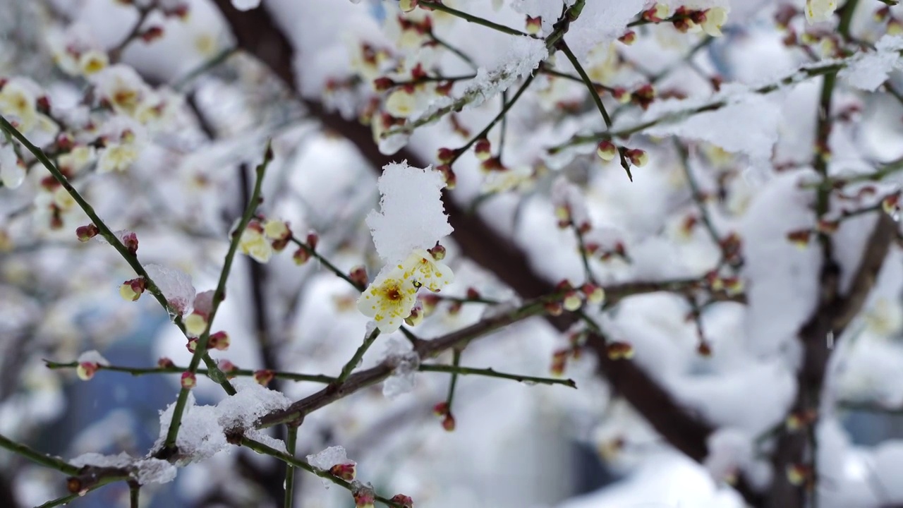 春季新年风雪中开放的梅花视频素材