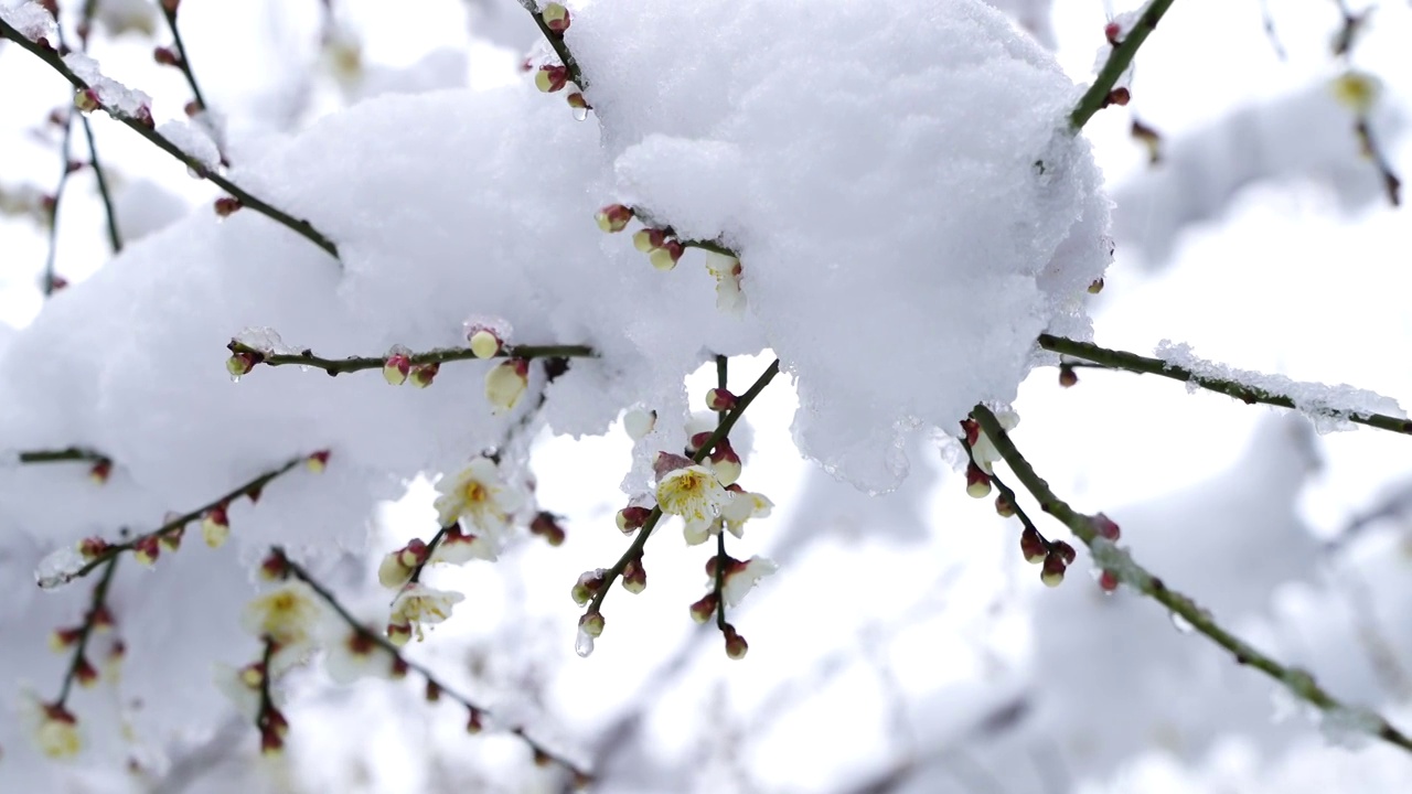 春季新年风雪中开放的梅花，被雪覆盖的梅花视频素材