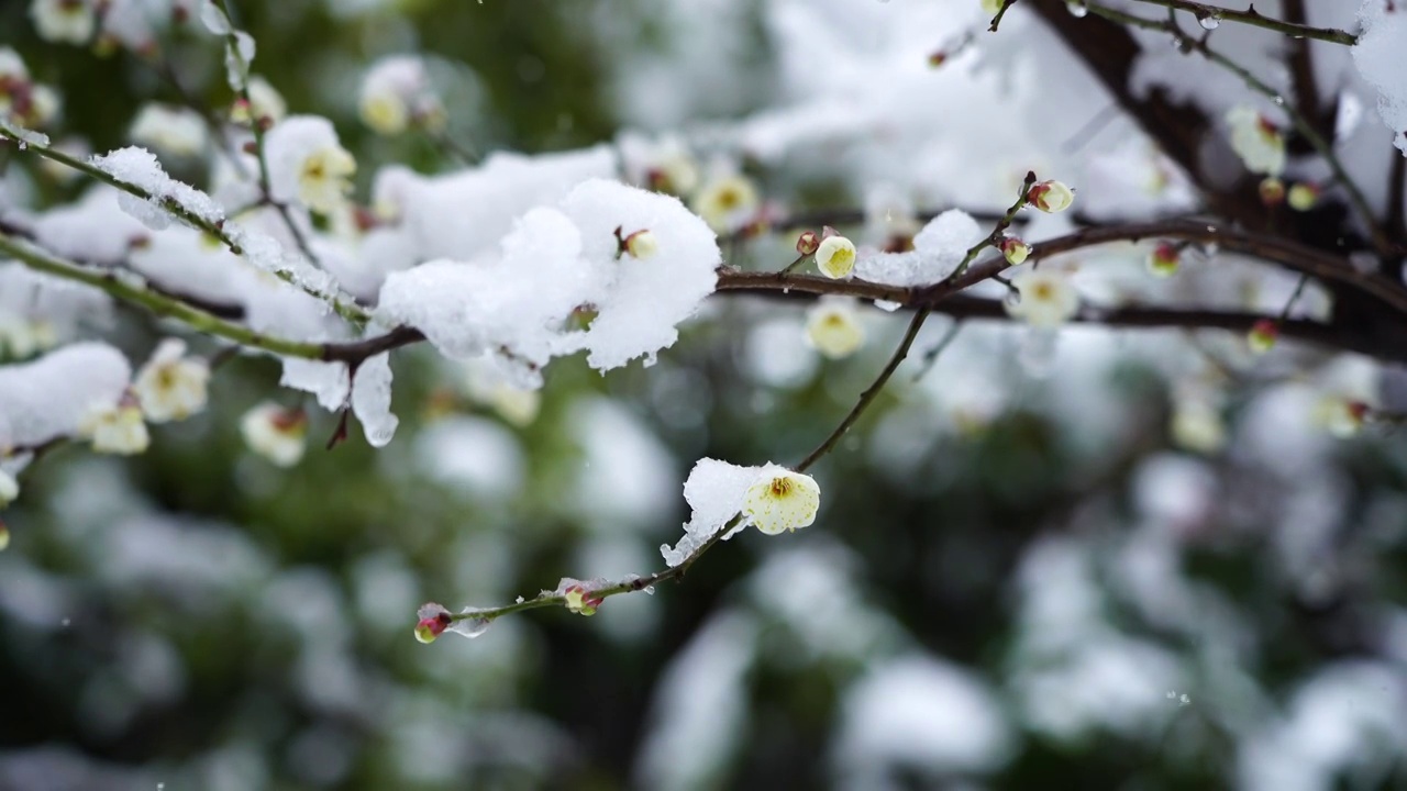 春季新年风雪中盛开的梅花，被雪覆盖的梅花和枝头视频素材