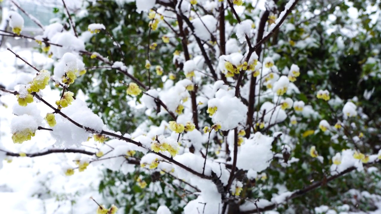 风雪中盛开的腊梅，被雪覆盖的腊梅花视频素材