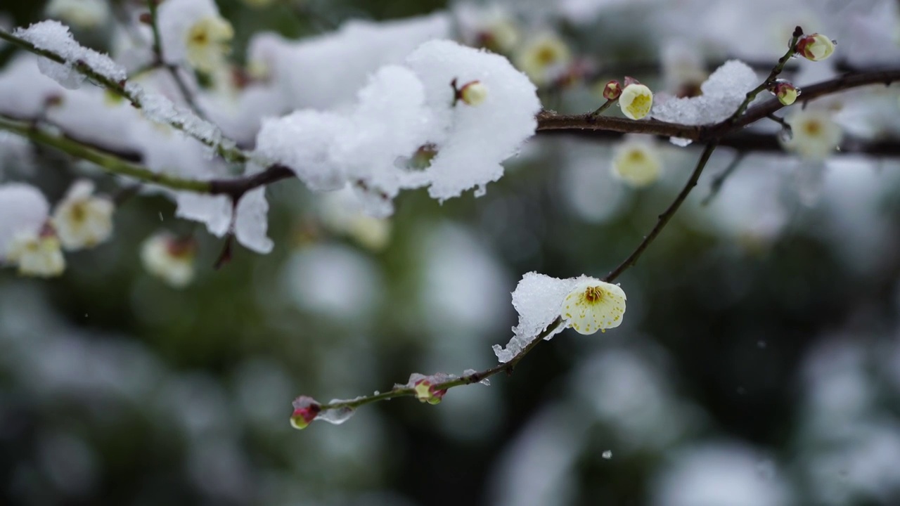 雪中盛开的梅花，被雪覆盖的梅花和枝头视频素材