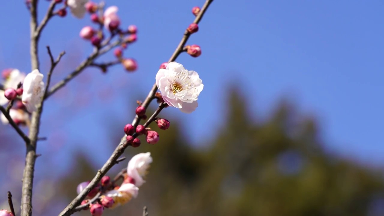 春季南京梅花山的梅花绽放视频素材