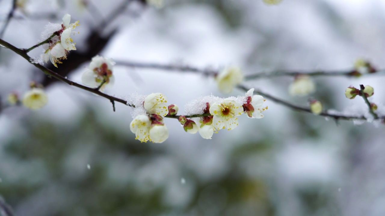 春季新年下雪时开放的梅花视频素材