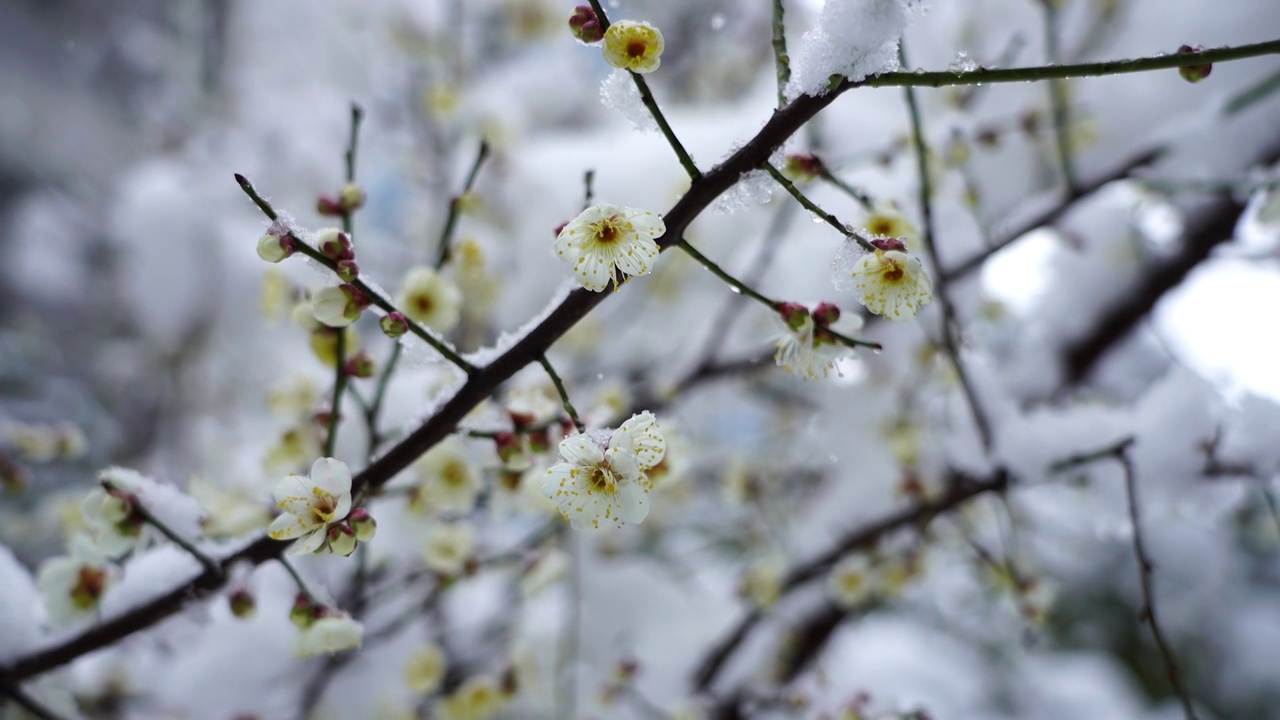 春季新年雪中的梅花绽放视频素材